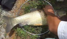 钓草鱼视频,跟随视频学钓鱼
